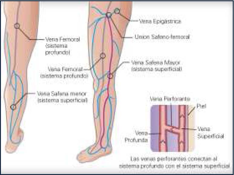 Vena ilíaca externa.