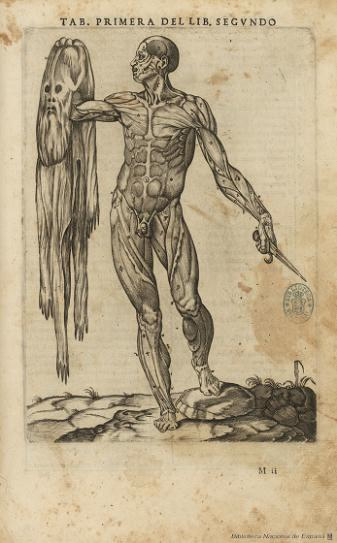 Anatomía artística, tablero de medicina, desollado, anatomía
