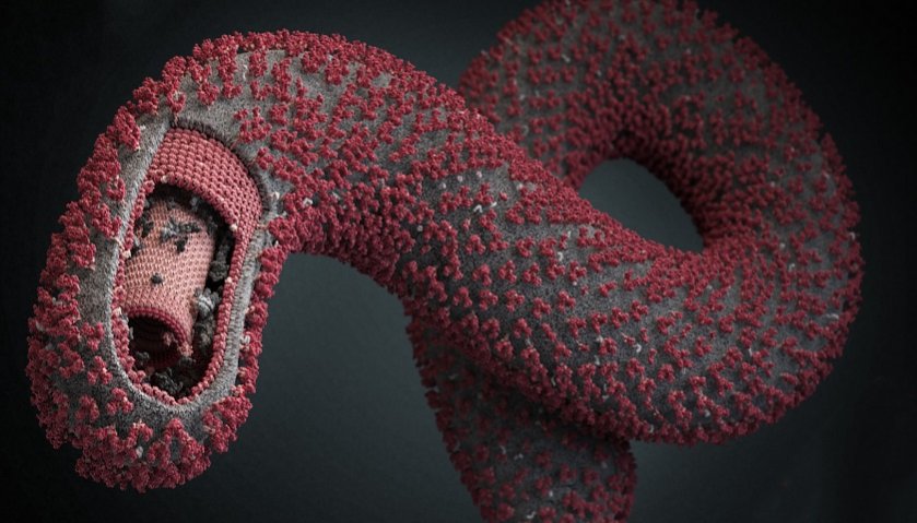 ebola-virus-3