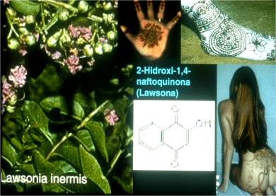 1-Planta de donde se obtiene la henna (Lawsonia inermis)