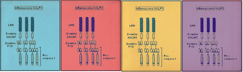 Inflamasoma-4