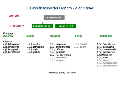 Leishmania Clasificación