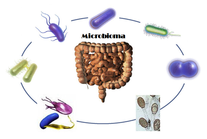 Proyecto Microbioma Humano – PIEL-L Latinoamericana