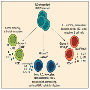 Células linfoides innatas nuevos protagonistas en el panorama