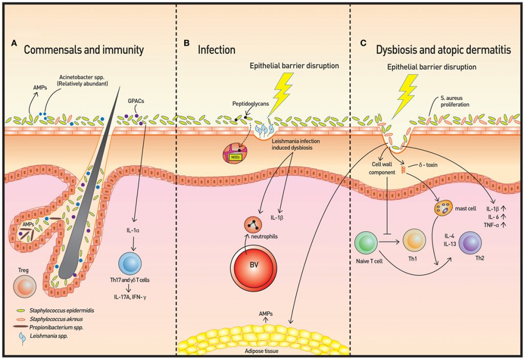 skin-under-triple-influences-gut-brain-skin-microbiota-biocodex